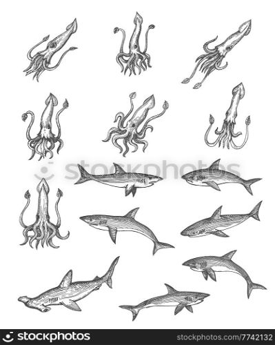 Squids, sharks and hammerhead shark animal vector sketches, ancient map design elements. Vintage hand drawn deep sea monsters with engraved tentacles, tails and fins, isolated underwater predators. Squids and sharks animal vector sketches
