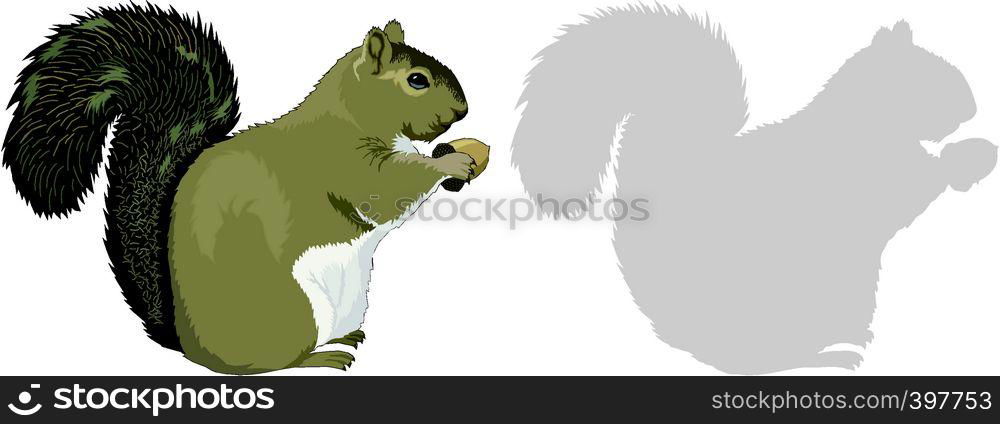 Squirrel