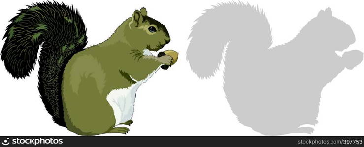 Squirrel