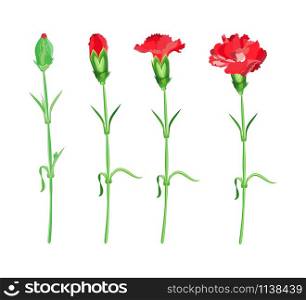 Stage of flowering red carnations on a transparent background. Vector isolated objects.