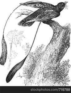 Standard-winged Nightjar or Macrodipteryx longipennis, vintage engraving. Old engraved illustration of Standard-winged Nightjar showing its wing ornament.
