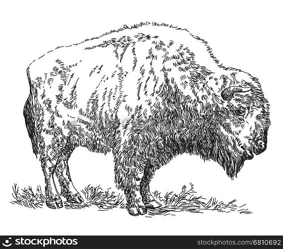 Standing Bison vector hand drawing illustration