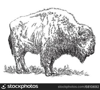 Standing Bison vector hand drawing illustration