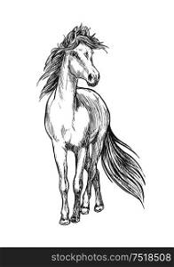Standing horse pencil sketch. Walking full length mustang stallion vector etching. Horse standing with waving mane pencil sketch