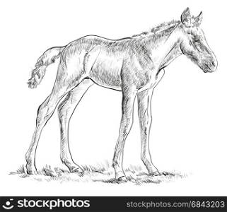 Standing in grass Foal vector hand drawing illustration in black and white