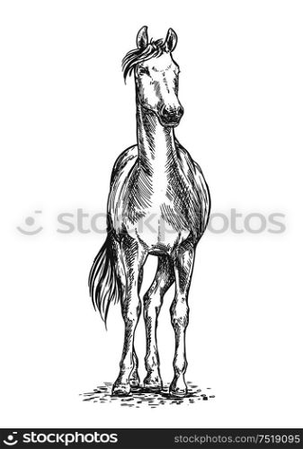 Standing white horse pencil sketch portrait. Stallion on hoofs with mane and tail waving in wind and looking into distance. Standing horse sketch portrait