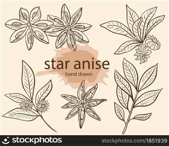 Star anise seasoning sketch, vector illustration. Set of anise stars and branch with flowers, line hand drawing. Fragrant spicy condiments, isolated object.. Star anise seasoning sketch, vector illustration.