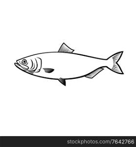 Stencil illustration of a blueback herring or blueback shad Alosa aestivalis, an anadromous species of herring from North America side view on isolated background done in black and white retro style.. Blueback Herring or Blueback Shad Alosa Aestivalis Side View Stencil Black and White