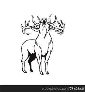 Stencil illustration of A red deer Cervus elaphus, one of the largest deer species, roaring viewed from front on isolated background done in black and white retro style.. Red Deer Cervus Elaphus Roaring Viewed from Front Stencil Black and White Retro