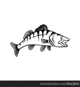 Stencil illustration of a walleye, yellow pike or yellow pickerel, a freshwater perciform fish native to Canada and United States, side view on isolated white background black and white retro style.. Walleye Yellow Pike or Yellow Pickerel Side View Stencil Black and White Retro Style
