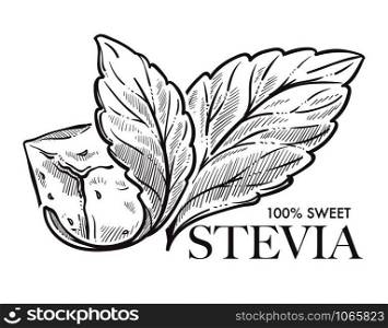 Stevia natural sweetener, leaf put in drink cup vector. Monochrome sketch outline with sweet substitute of sugar, tea beverage. Plant used to naturally increase sweetness of liquid poured in mug. Stevia natural sweetener, leaf put in drink cup vector.