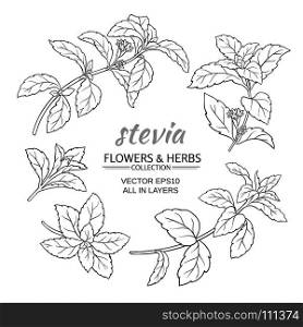 stevia vector set. stevia herb vector set on white background