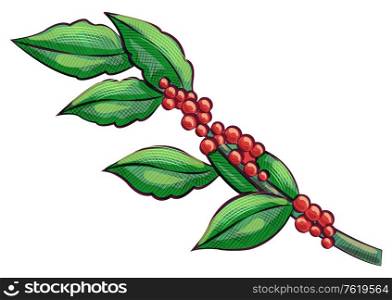 Stick of green coffee, sketch of branch and leaves. Raw caffeine plant, drawing java symbol, tropical crop or arabic cluster, ingredient of drink vector. Raw Green Coffee, Branch and Leaves, Java Vector