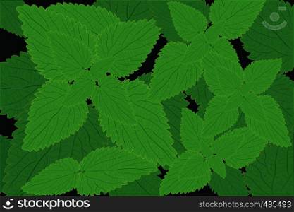 Stinging nettle background Herbal medicine vector illustration Medical background