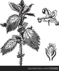 Stinging nettle or Urtica urens, with the staminate flowers and pistillate flowers, vintage engraved illustration. Trousset encyclopedia (1886 - 1891).
