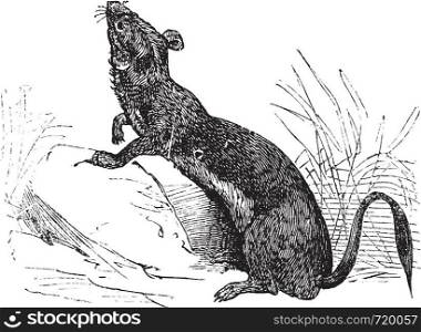 Stoat (Mustela erminea) or Ermine or short-tailed weasel in summer pelt vintage engraving. Old engraved illustration of Ermine in summer pelt.