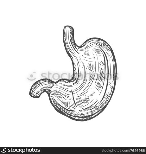 Stomach sketch icon, digestive system organ isolated vector. Anatomy element, abdomen and digestion. Human stomach sketch icon, digestive system