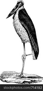 Stork Bag, vintage engraved illustration. Natural History of Animals, 1880.