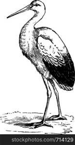 Stork, vintage engraved illustration. From La Vie dans la nature, 1890.