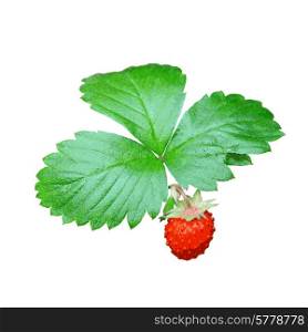 Strawberries closeup with green leaves. Vector illustration.