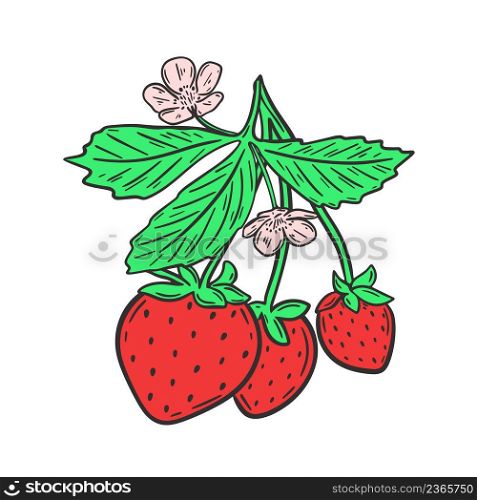 Strawberries on branch with leaves and flowers vector illustration. Red garden spring berries on leafy twig isolated object. Healthy organic food hand drawn engraving