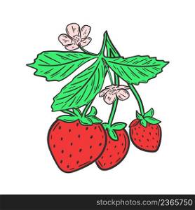 Strawberries on branch with leaves and flowers vector illustration. Red garden spring berries on leafy twig isolated object. Healthy organic food hand drawn engraving