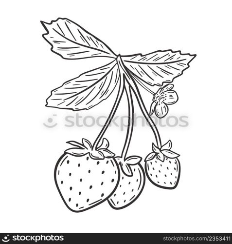 Strawberries on branch with leaves vector isolated illustration. Berries sketch. Berries hand engraving, black sketch on white background. Strawberries on branch with leaves vector isolated illustration