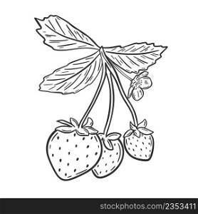 Strawberries on branch with leaves vector isolated illustration. Berries sketch. Berries hand engraving, black sketch on white background. Strawberries on branch with leaves vector isolated illustration