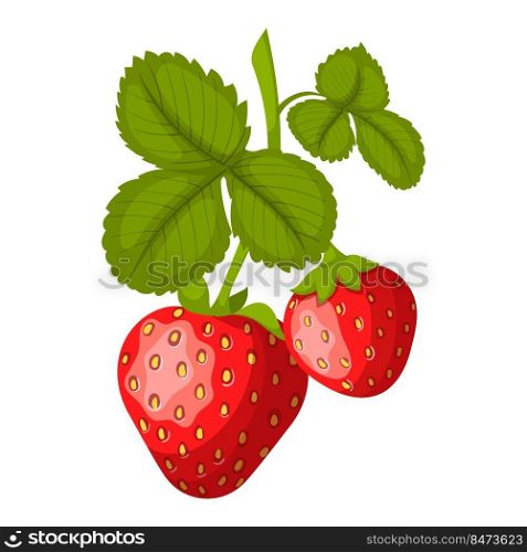 strawberry cartoon vector. cut red berry, ripe dessert, healthy juice strawberry vector illustration. strawberry cartoon vector illustration