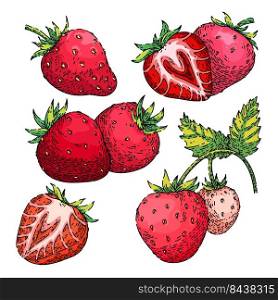 strawberry fruit set hand drawn vector. fresh red berry, sweet leaf, juice summer food strawberry fruit sketch. isolated color illustration. strawberry fruit set sketch hand drawn vector