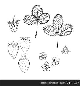 Strawberry. Fruits, flowers, leaves. Vector sketch illustration