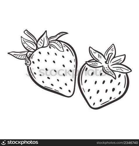 Strawberry hand drawn engraving isolated vector illustration. Pair garden fresh berries sketch. Organic healthy food black line on white background. Strawberry hand drawn engraving isolated vector illustration