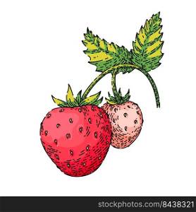 strawberry hand drawn vector. cut red berry, ripe dessert, healthy juice strawberry sketch. isolated color illustration. strawberry sketch hand drawn vector