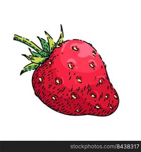 strawberry hand drawn vector. cut red berry, sweet ripe , healthy juice strawberry sketch. isolated color illustration. strawberry sketch hand drawn vector