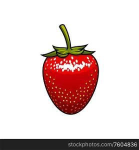 Strawberry isolated garden or wild forest berry. Vector sweet soft red fruit with seed-studded surface. Wild or garden strawberry fruit isolated red berry