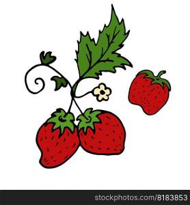 Strawberry. Isolated image. Vector illustration. The concept of summer, fruits, berries, healthy food. Strawberries flowers and green leaves. Clip art for web, print, cover, menu, cards, social media.. Strawberry Isolated doodle vector illustration. Concept of summer, fruits, berries and healthy food.