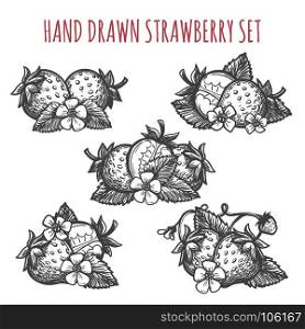 Strawberry sketch icons set. Hand drawn strawberry vector illustration. Fruit dessert drawing sketch