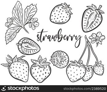 Strawberry sketch set vector illustration. Collection of hand drawn berries. Berries on a branch with leaves, halves and flowering bundle. Strawberry sketch set vector illustration