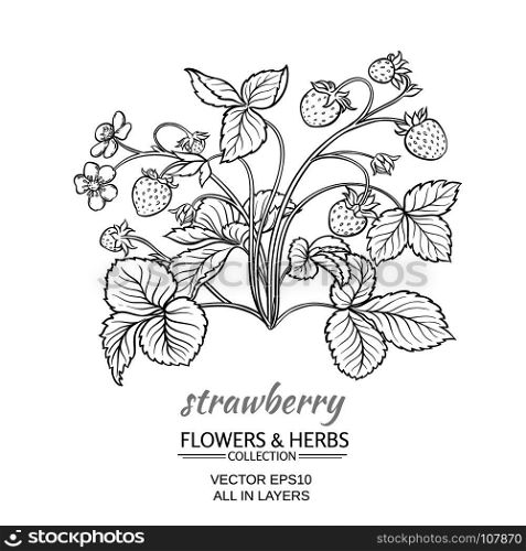 strawberry. vector illustration with strawberry on white background