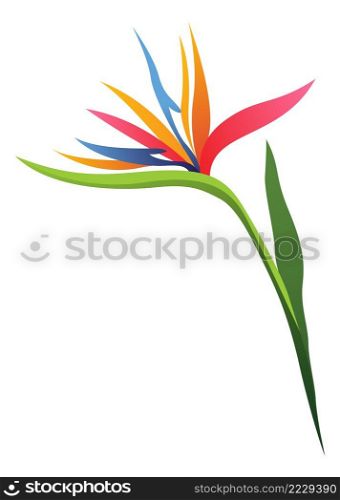 Strelitzia flower. Bright tropical blossom with green leaves isolated on white background. Strelitzia flower. Bright tropical blossom with green leaves