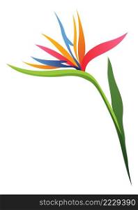 Strelitzia flower. Bright tropical blossom with green leaves isolated on white background. Strelitzia flower. Bright tropical blossom with green leaves