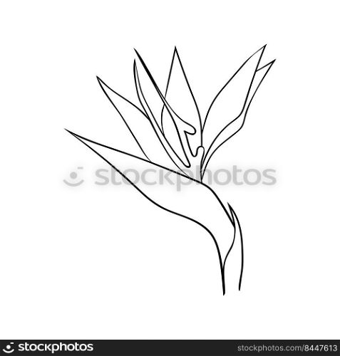 Strelitzia flower or bird of paradise line drawing. Tropical flower bud simple icon for cards and cosmetics