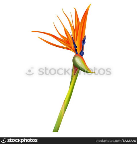 Strelitzia reginae, bird of paradise or crane flower realistic vector illustration. Exotic plant with orange and purple petals isolated on white background, design element. Strelitzia reginae, bird of paradise vector