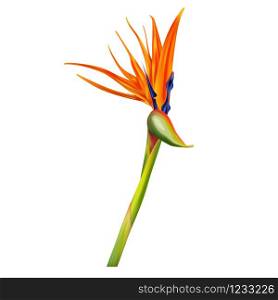 Strelitzia reginae, bird of paradise or crane flower realistic vector illustration. Exotic plant with orange and purple petals isolated on white background, design element. Strelitzia reginae, bird of paradise vector