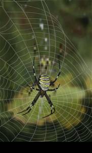 Striped Argiope female spider sitting in its web in an ambush