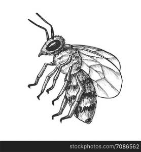Striped Bee Flying Insect Animal Side View Vector. Bee Swarm Is Large Group Of Pollinators In Ecosystem And Important In Agriculture Sphere. Black And White Designed Cartoon Illustration. Striped Bee Flying Insect Animal Side View Vector
