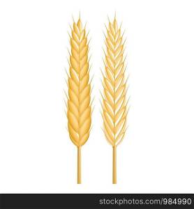 Strong wheat icon. Realistic illustration of strong wheat vector icon for web design isolated on white background. Strong wheat icon, realistic style