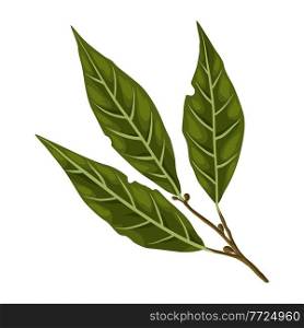 Stylized illustration of bay leaf. Image for design and decoration. Object or icon in hand drawn style.. Stylized illustration of bay leaf. Image for design or decoration.