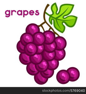 Stylized illustration of fresh grapes on white background.. Stylized illustration of fresh grapes on white background