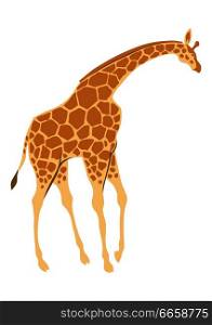 Stylized illustration of giraffe. Wild African savanna animal on white background.. Stylized illustration of giraffe.